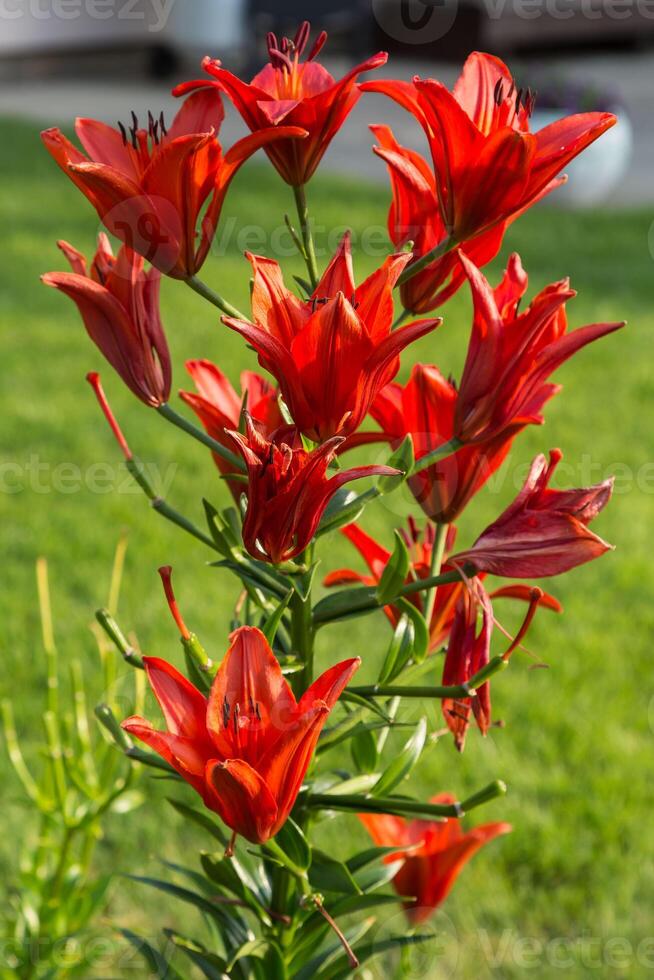 wide angle view of a cluster of red lilies in the flower garden photo