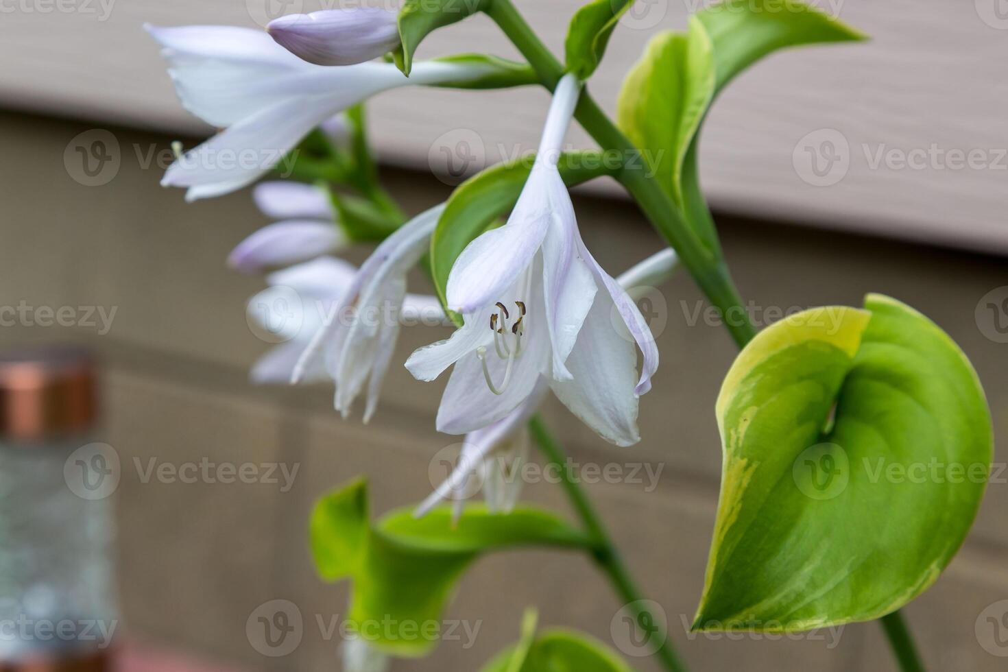 several white and lavender Hosta blooms in the Hosta Garden this season photo