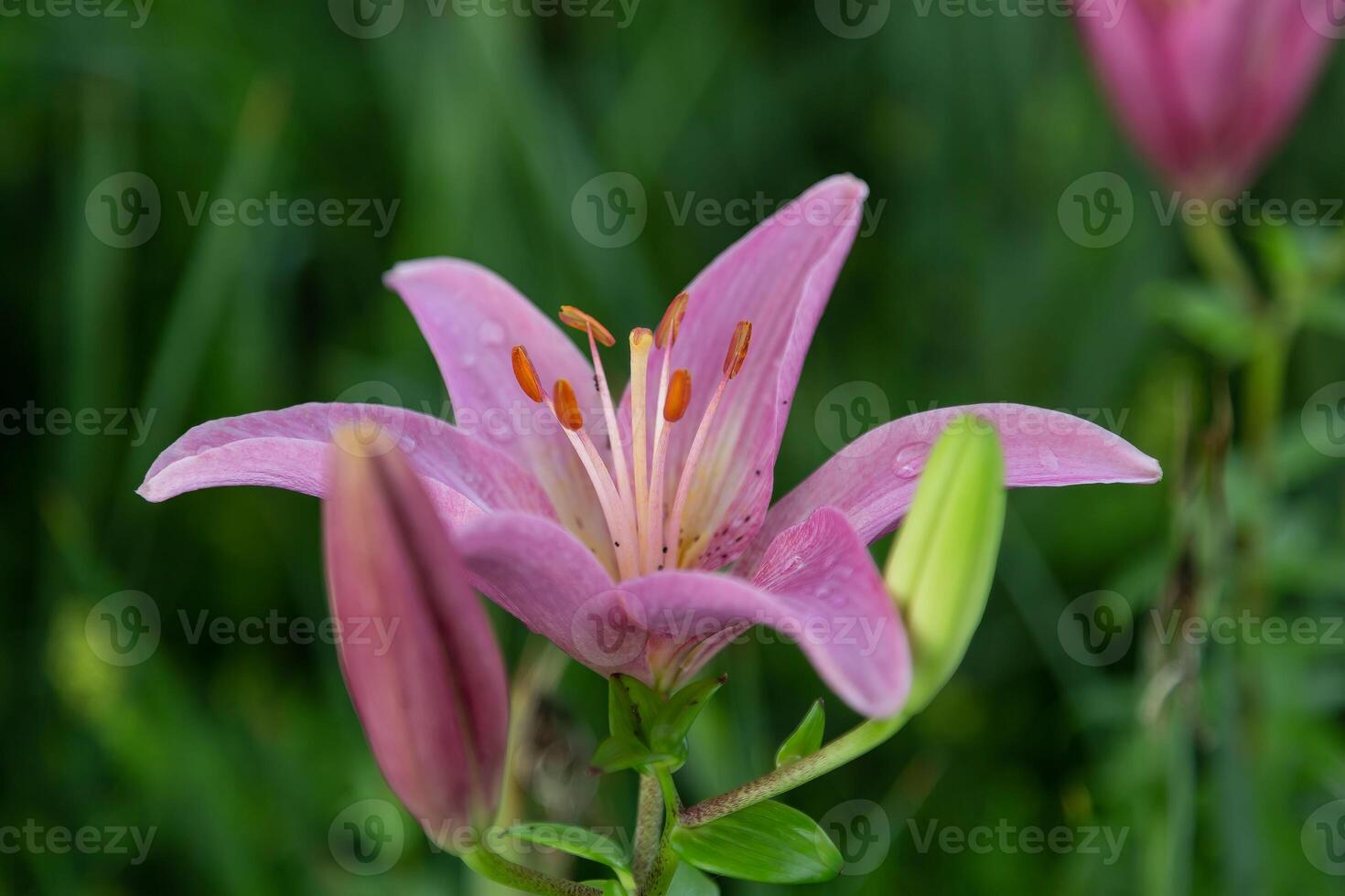 close up of a pink lily newly opened in the garden photo