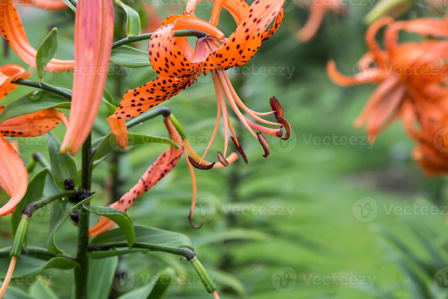 another damp Tiger Lily in the back garden after the rain stopped photo