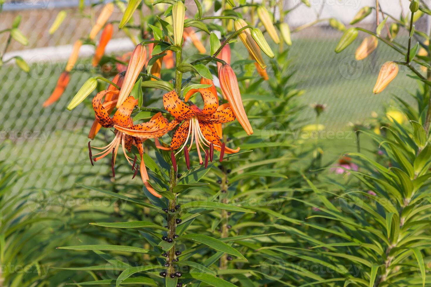 wide angle view of a several Tiger Lily blooms at sunrise photo