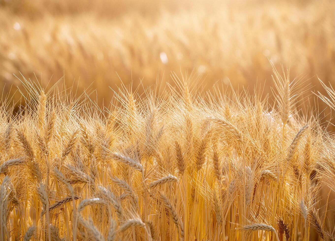 Close up Field of golden wheat in sunlight photo