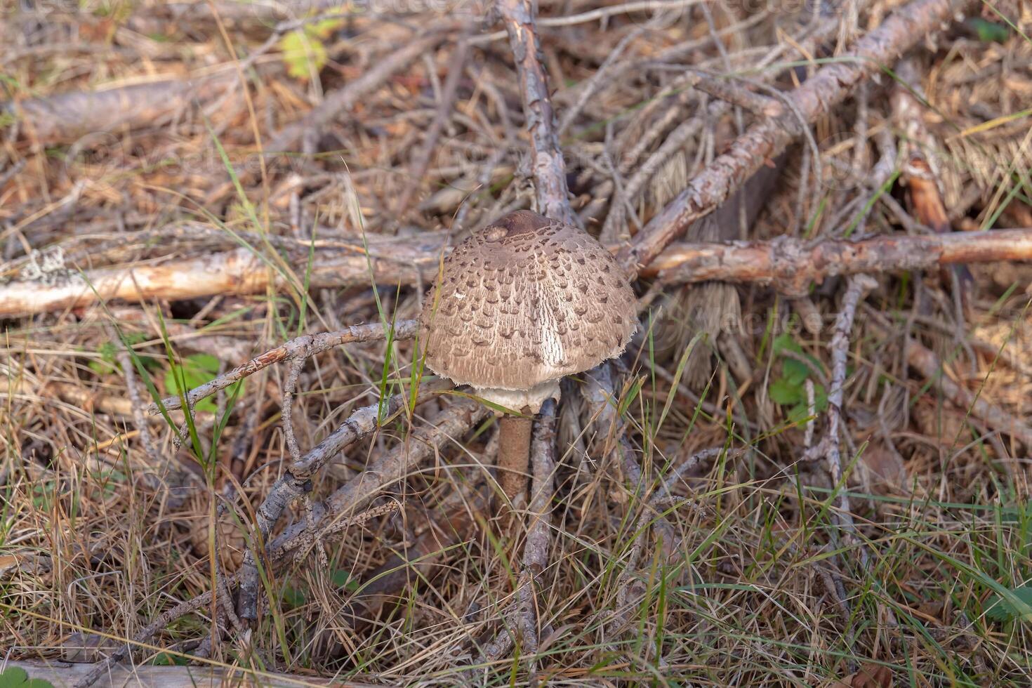 Grown forest mushroom photo
