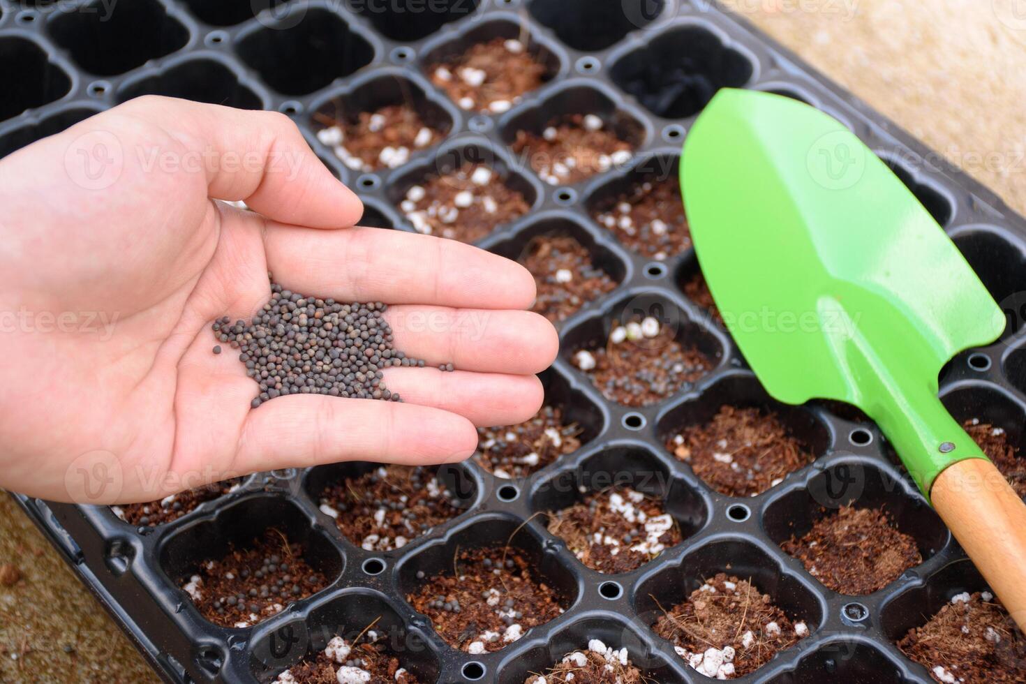 Farmer hand holding vegetables seeds against the background of a nursery tray with fertilizer and shovel for agricultural planting and nursery. Agricultural equipment for cultivation and nursery. photo