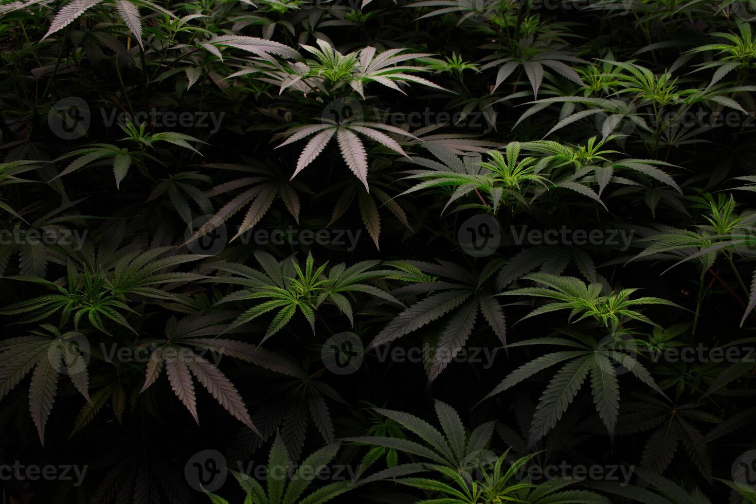 Growing marijuana plants and beautifully patterned marijuana leaves is a beautiful background in dark tones. Top view of Cannabis or Marijuana plant with leaf and inflorescence in 2024. photo