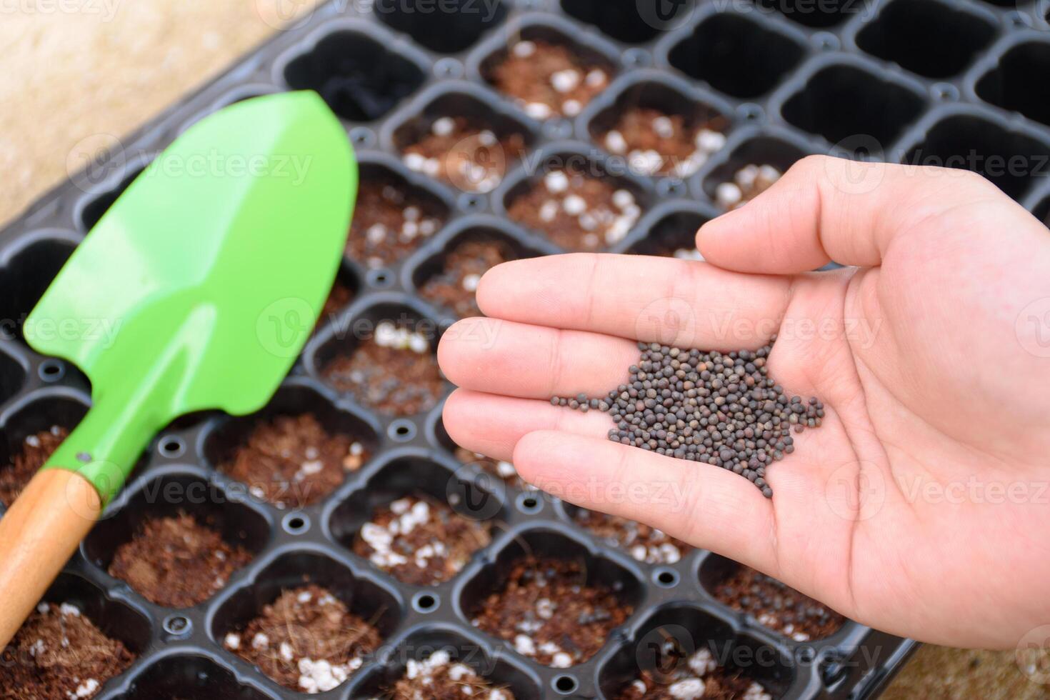 Farmer hand holding plants seeds against the background of a nursery tray with fertilizer and shovel for agricultural planting and nursery. Agricultural equipment for cultivation and nursery. photo