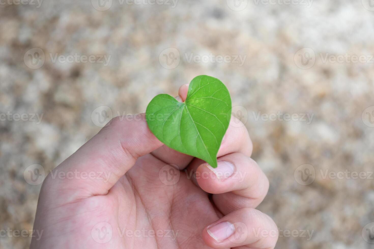 Hand holding a heart-shaped leaf It tells about care for heart disease and the environment on beautiful blurred backgroun for concept of environment and sustainability,medical concept for heart. photo