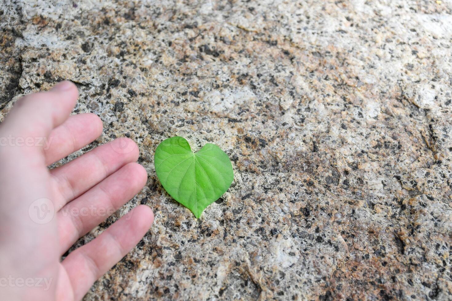 Hand touching heart leaf concept of environment and sustainability on beautiful blurry background with soft sunlight,medical concept for heart disease treatment,preserve nature, conserve nature. photo