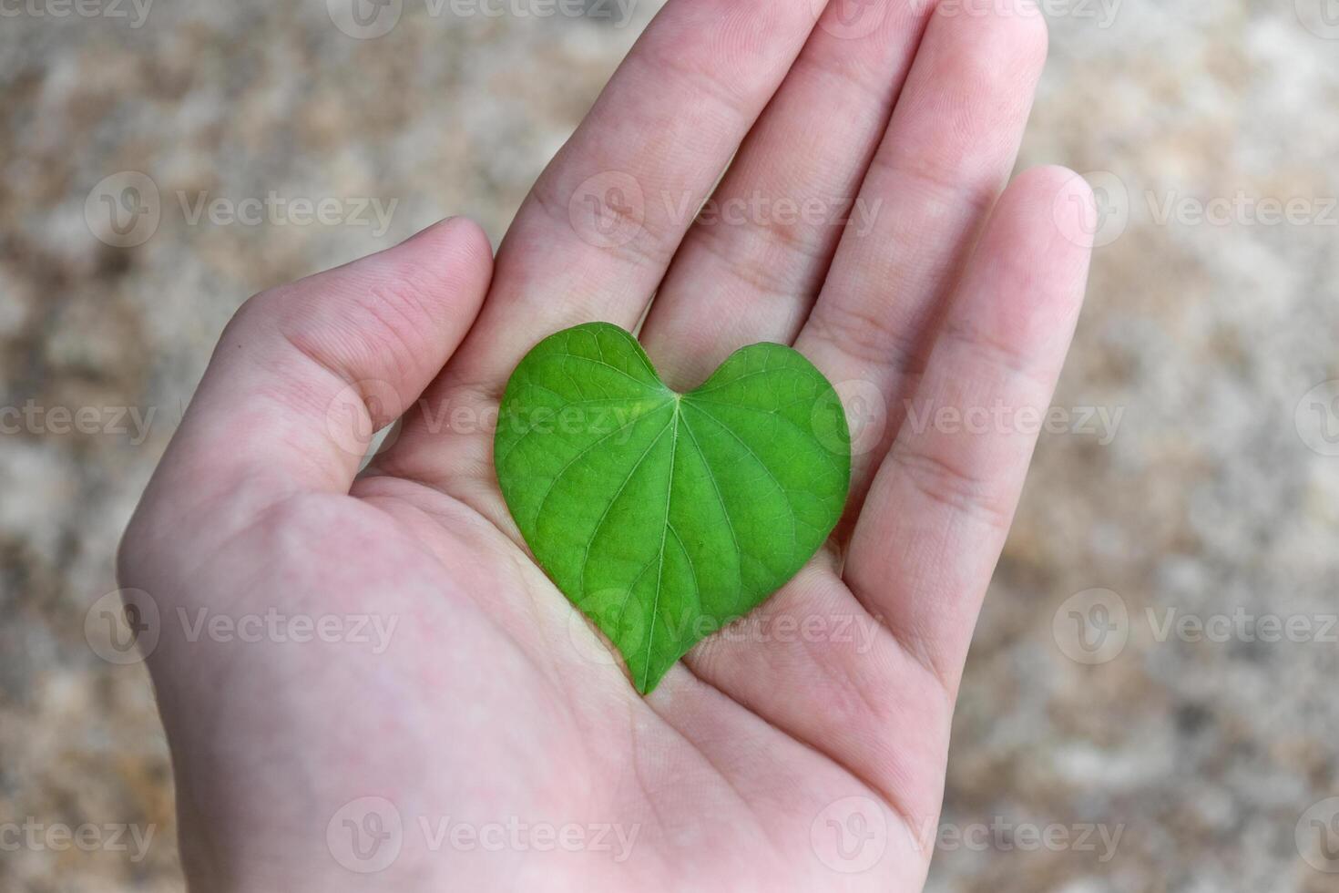 Hand holding a heart leaf referring to heart disease,heart shaped leaves on hand in beautiful blurred backgroun for concept of environment and sustainability,medical concept for heart. photo