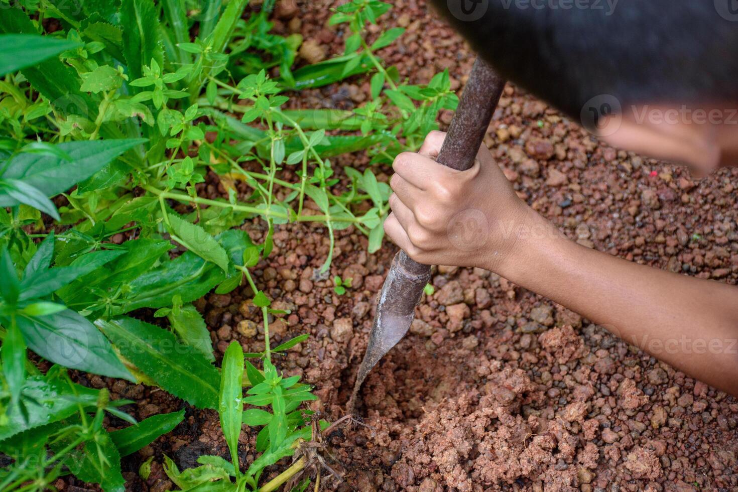 Hand holding shovel digs the ground and prepares to plant vegetables and herbs top-view in ground soil and green plants background at outdoor garden concept of environment and sustainability. photo
