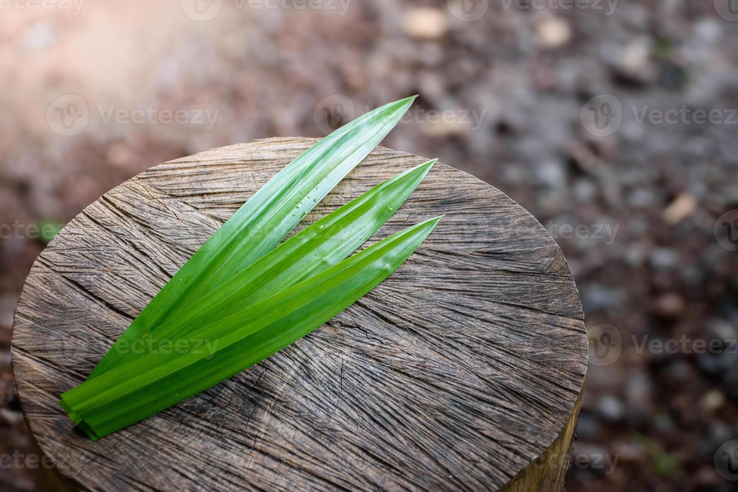 Pandan Leaves and Fragrant Pandan put on large log with a beautiful pattern in blurred background and soft sunlight concept of vegetables and herbs for food and healthy. photo