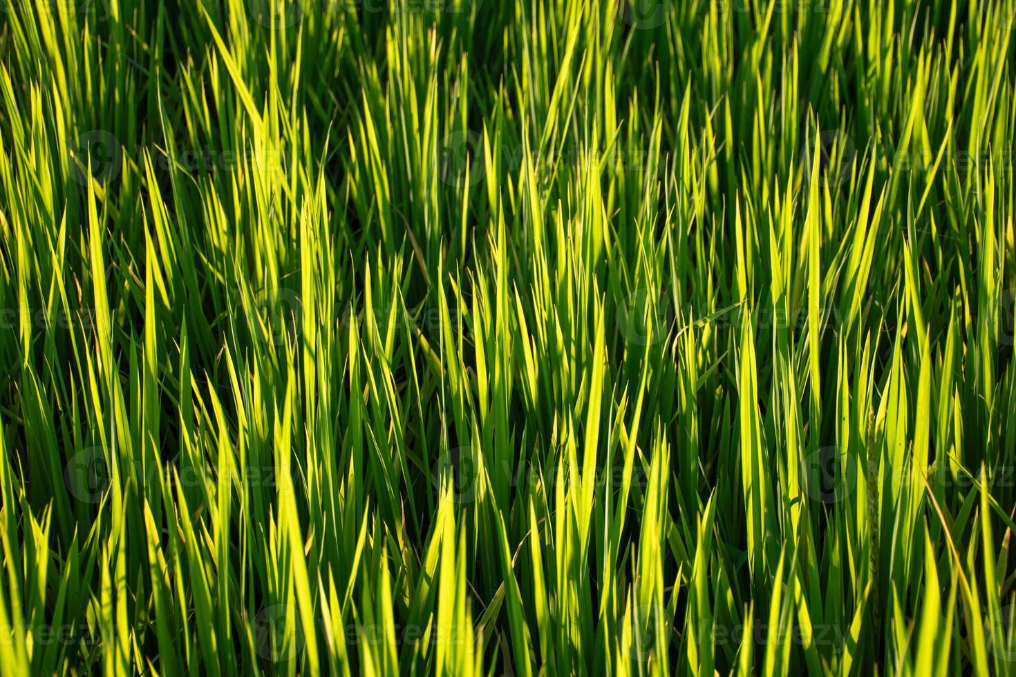 Top of green grass background with soft sunlight in sunset evening,Beautiful rice fields with bright color and warm sunlight,abstract background,close up grass and corn,green fresh rice field texture. photo