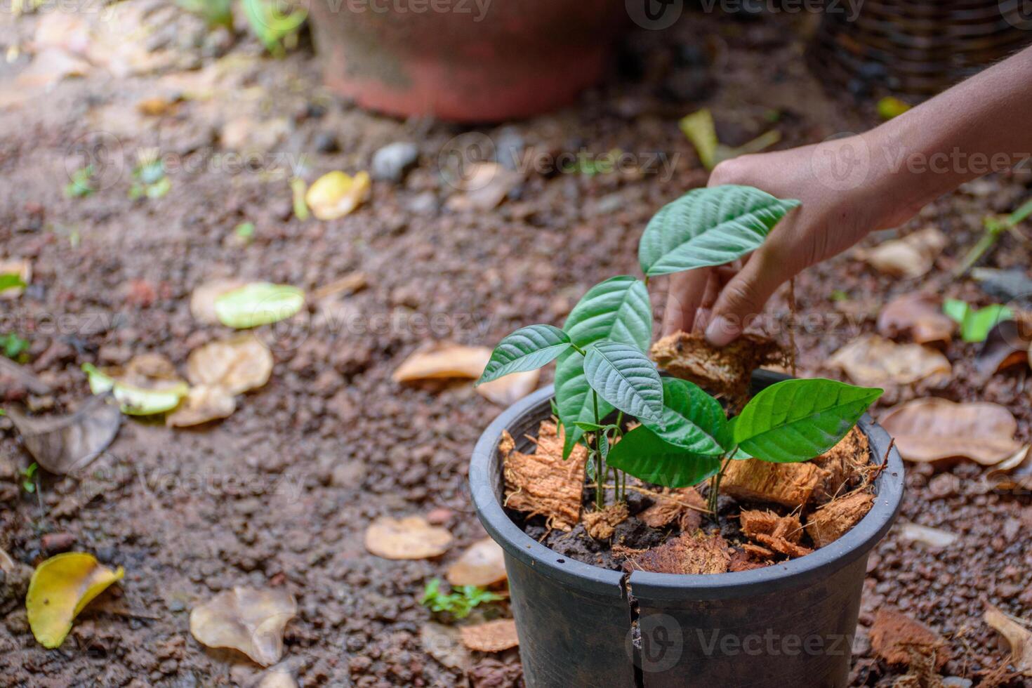 Hand fertilizing young green plants on pot with coconut residue top-view in blurred ground soil and soft sunlight background at outdoor garden concept of environment and sustainability. photo