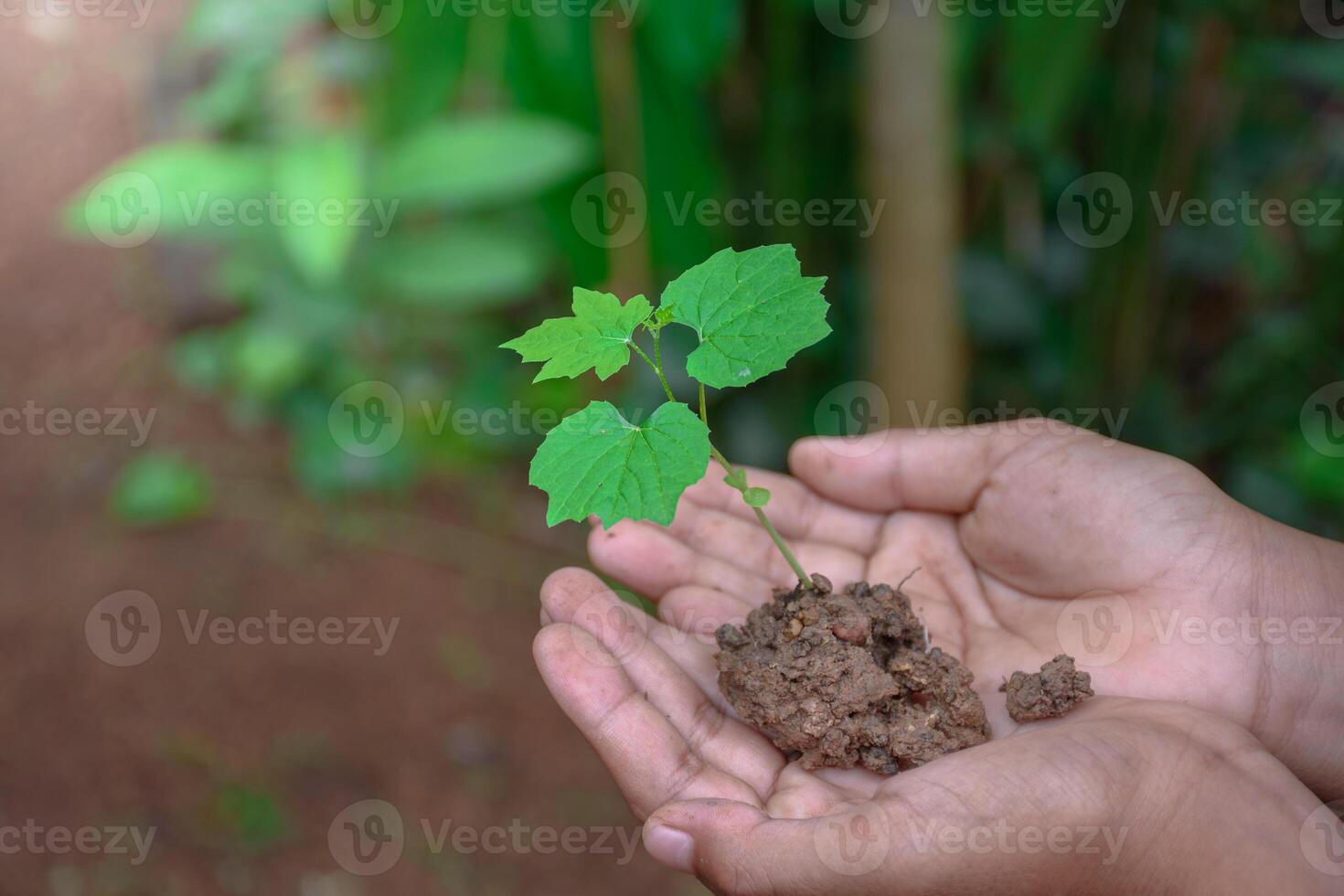 Two hand holding young plant top-view on blurred green nature background and soft sunlight world environment day and eco earth day concept,Planting trees for a sustainability. photo