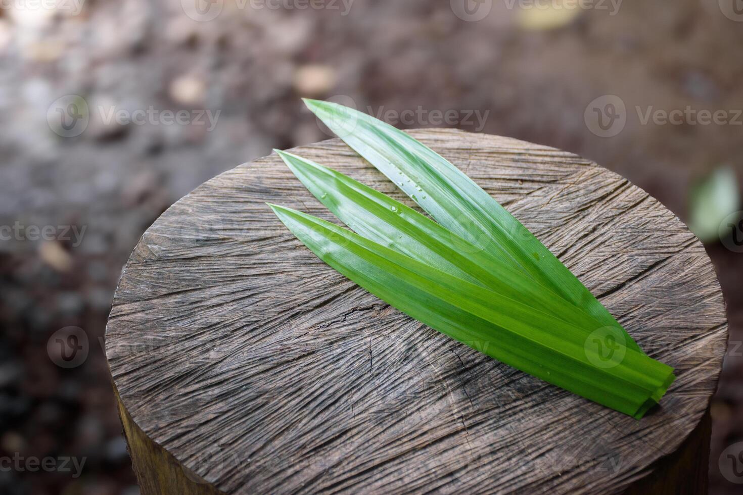 Pandan leaves put on large log with a beautiful pattern in blurred background and soft sunlight concept of vegetables and herbs for food and healthy. photo