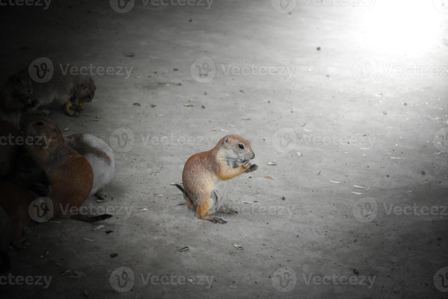 Prairie dog is eating alone and is separated from the group on gray and soft sunlight background. photo