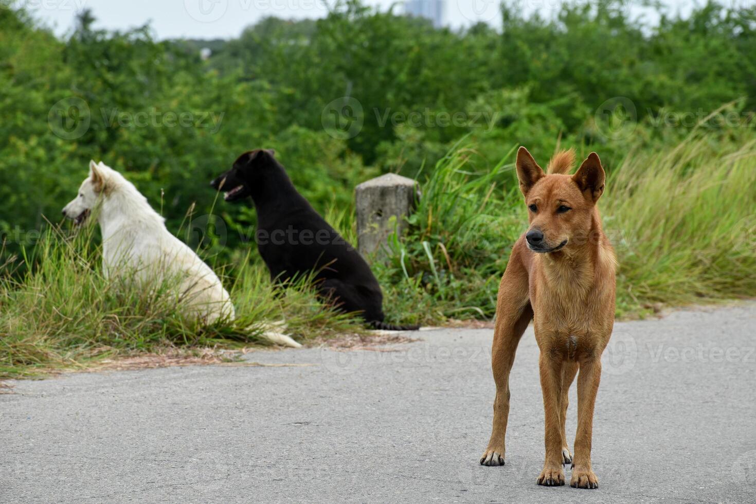 Brown dog is standing on the road with two white and black dogs sitting behind it at outdoor forest on sky background for pets and animal activities ideas. photo