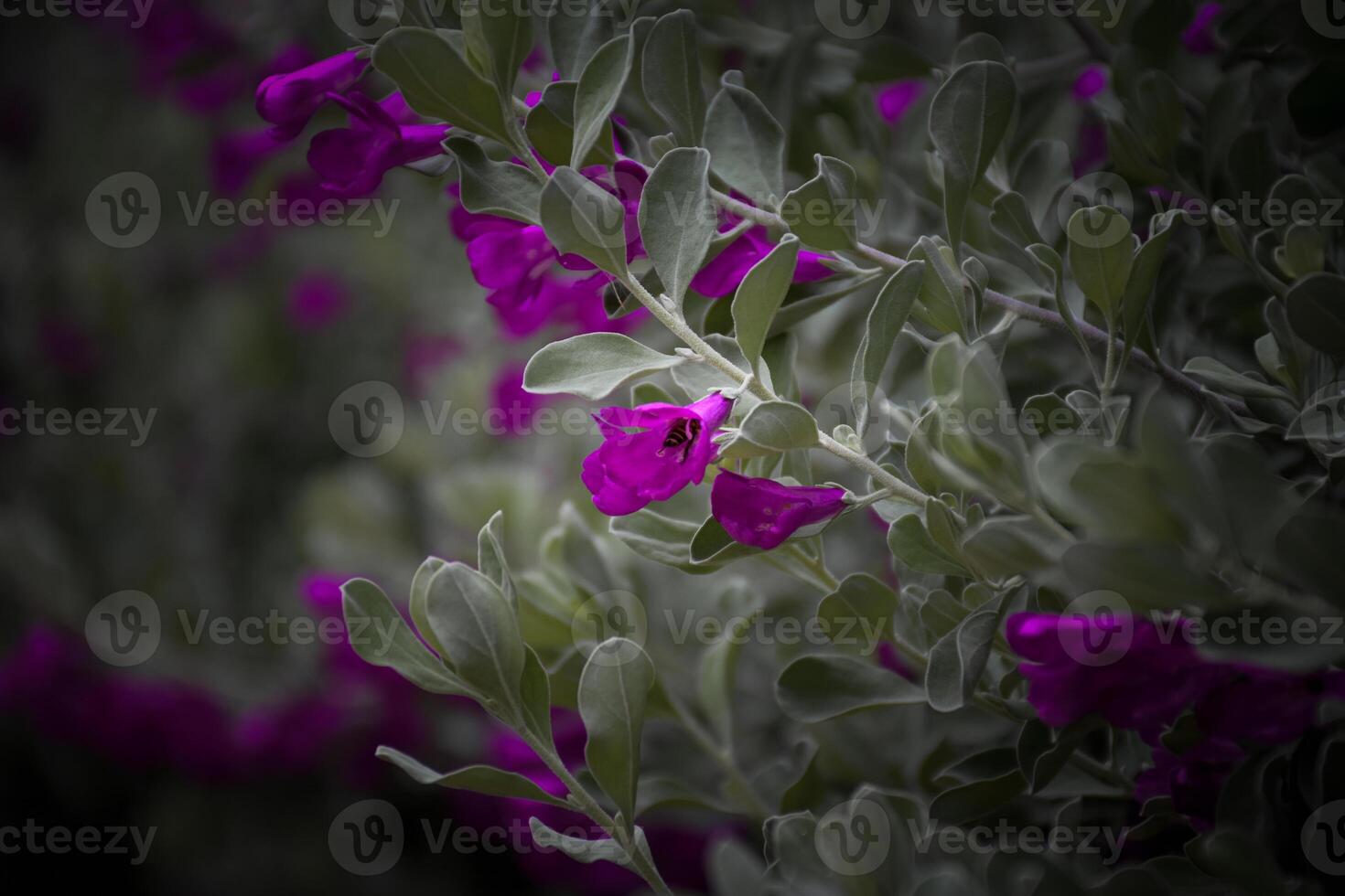 Bee sucking sweet liquid nectar pollen from a purple flower or eremophila nivea in perspective the image has dark edges and light in the middle. photo