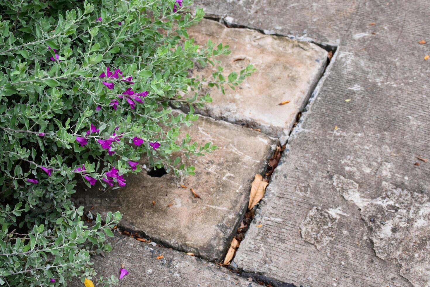 Manhole cover covered with beautiful green plants and purple flowers at outdoor park for wastewater management system concept. photo