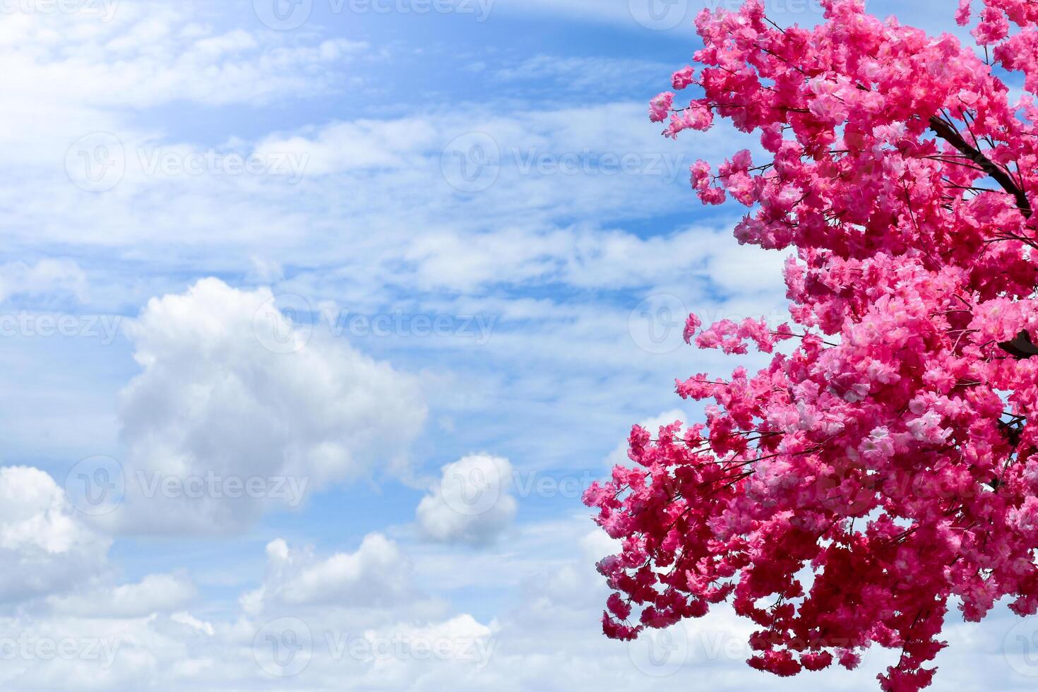 Cherry blossom tree or sakura in spring season on blue sky and clouds background. photo