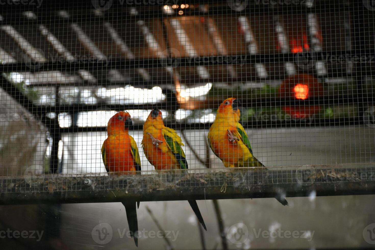 Three yellow parrots perched on a log in a cage at the zoo in vintage tone and red light blurred background. photo