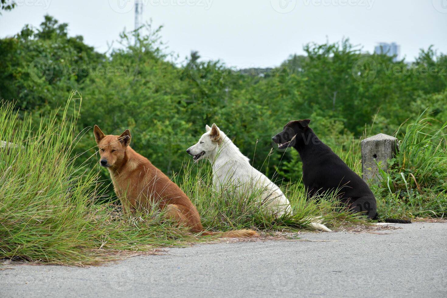 Back view of a group of dogs sitting on the side of the road in an outdoor park with brown and white and black dogs. photo