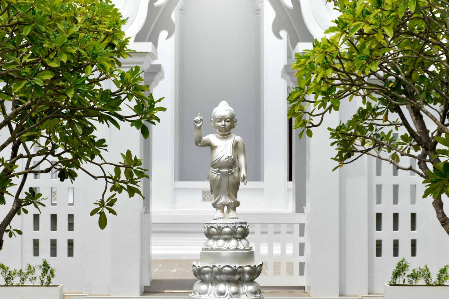 Bangkok Thailand August 7 2023 Baby Buddha Silver Statue Sculpture Clutching Standing on a Lotus Flower in the background a beautiful white architecture Thai temple and green trees. photo
