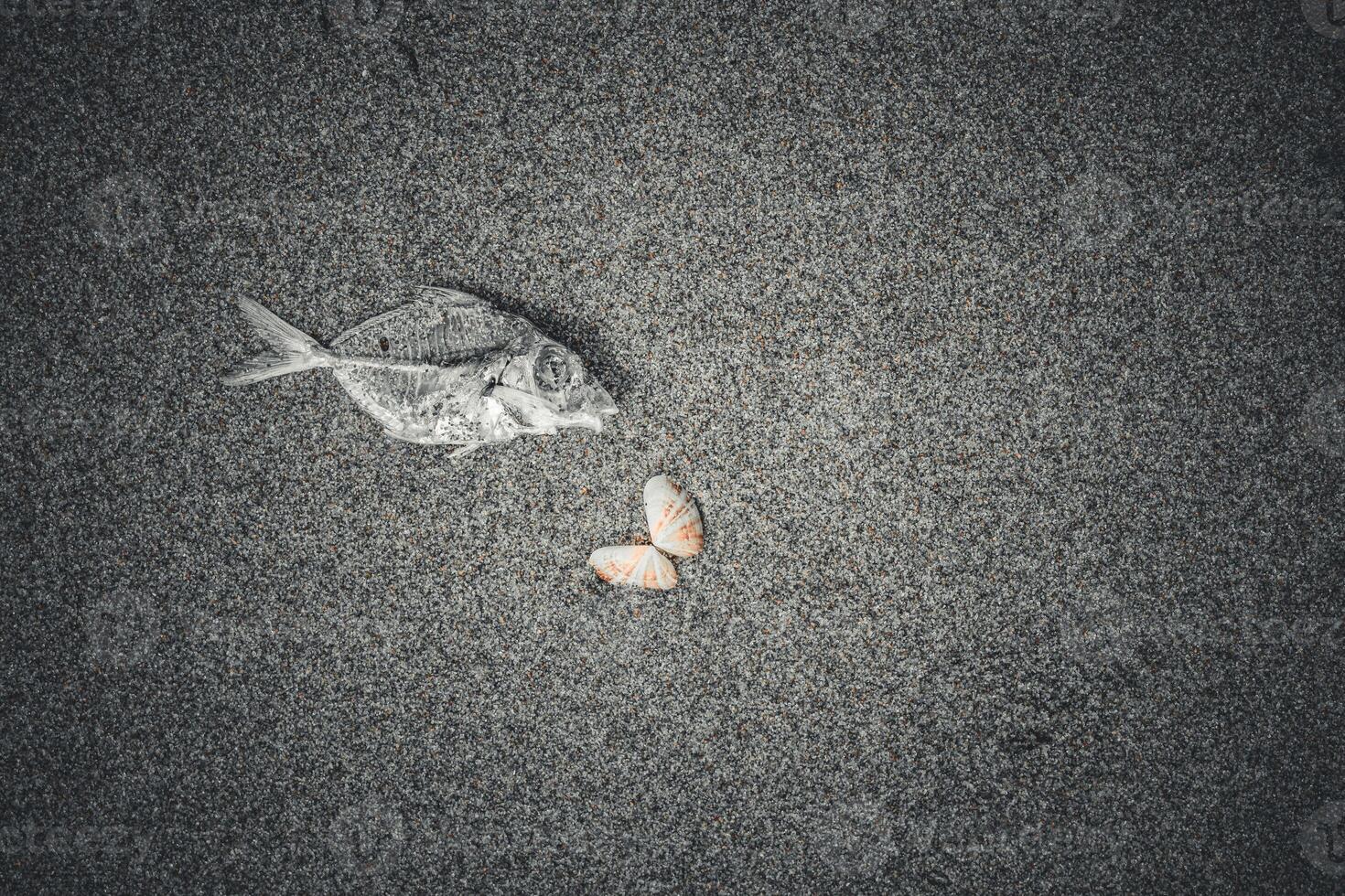 The top-view of fish carcasses and sea shells on the sand at the beach represents marine environmental problems such as garbage and polluted water in black dark tone background. photo