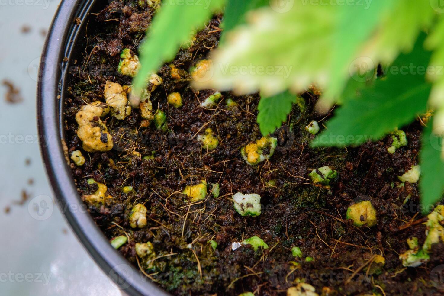 Fertilizer soil texture with various shaped white fertilizer pellets used for growing cannabis plants for concept of agricultural problems and medical marijuana agiainst green leaves blurred. photo