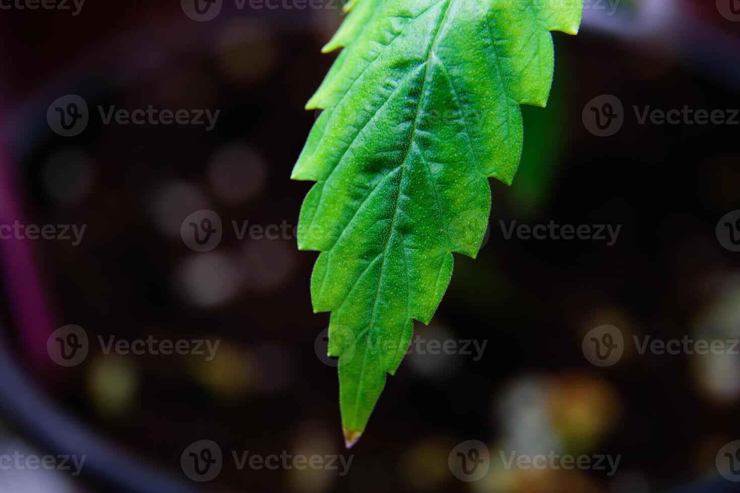 The surface of a beautiful green cannabis leaf shows a withered and slightly yellowed leaf surface on a fertilizer soil blurred background for concept agricultural plants and plant care. photo