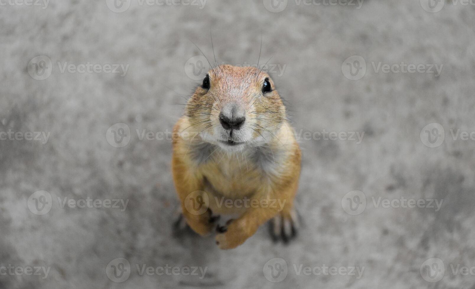 Prairie dogs standing on the ground and looking up at the camera and close-up at zoo in blurred gray background. photo