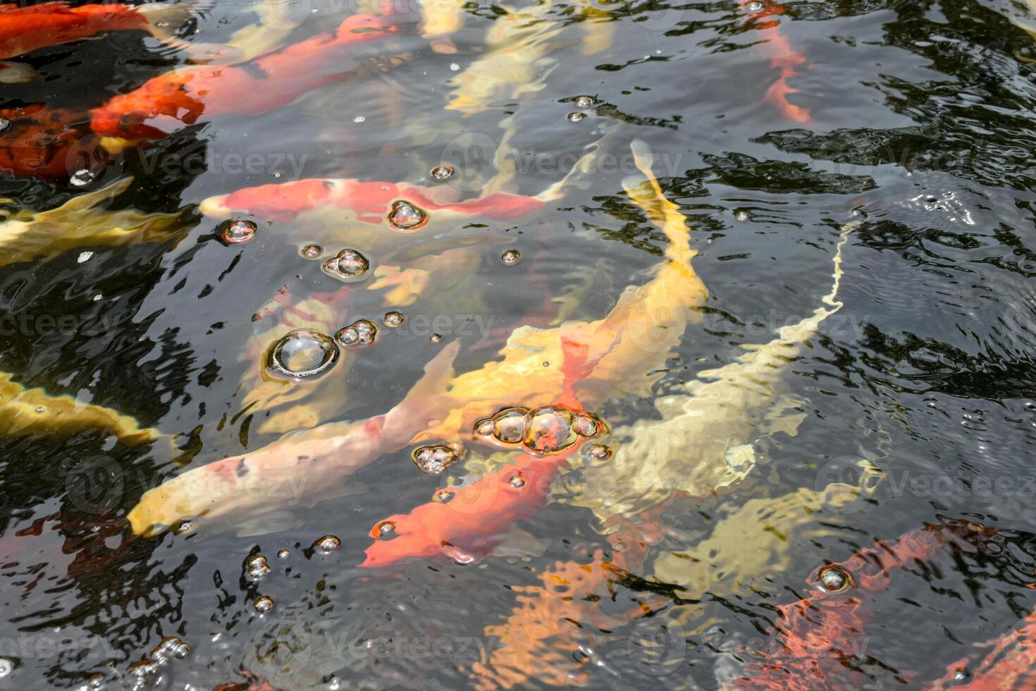 Koi fish or Fancy carp fish Swimming in a pond with beautiful surface waves used for designing or decorating Japanese-style gardens. Colorful fish are swimming in the water. photo
