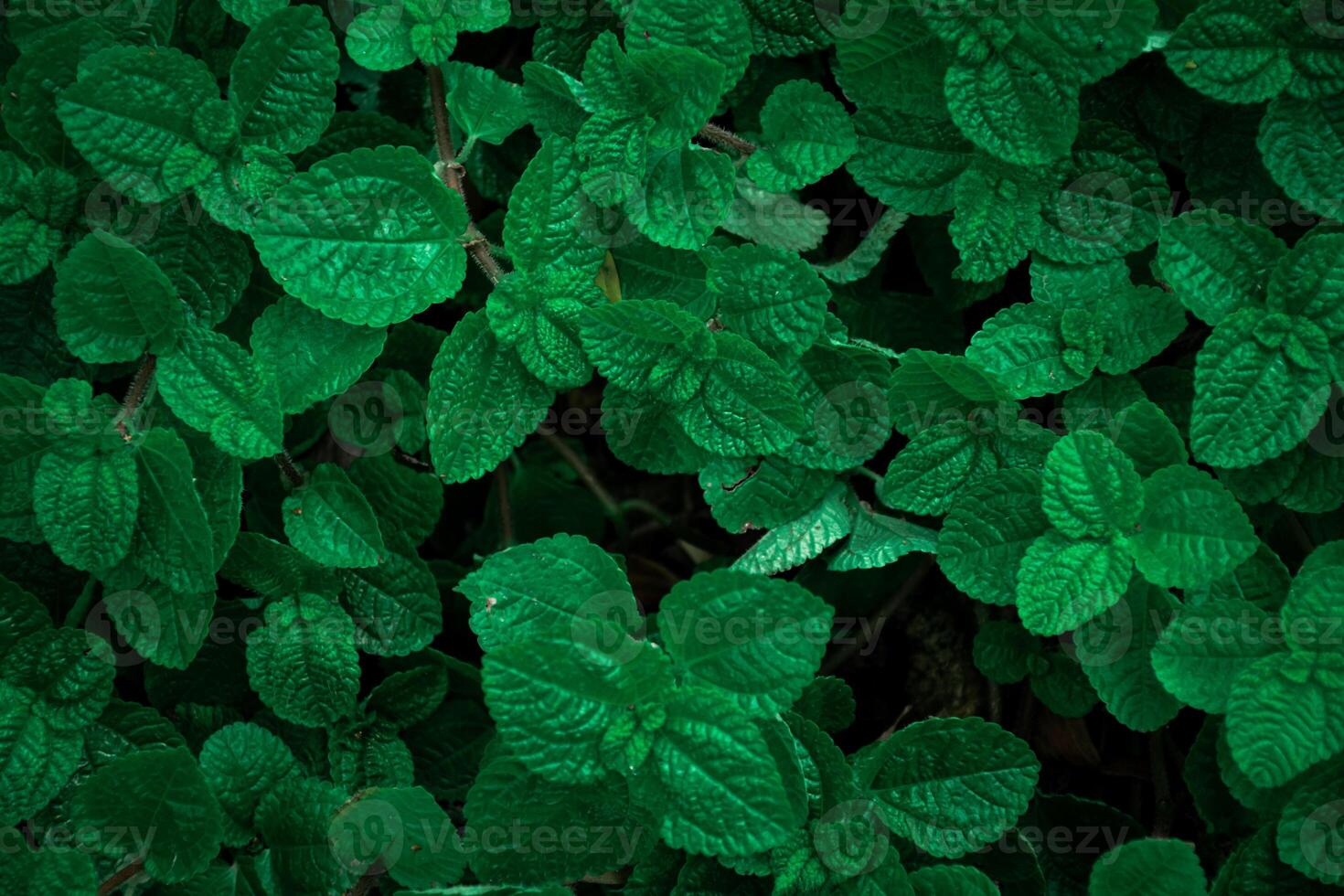 The top-view of the beautiful green leaves of Pilea nummulariifolia or Peppermint shows the surface of the leaves against a dark tone background. photo