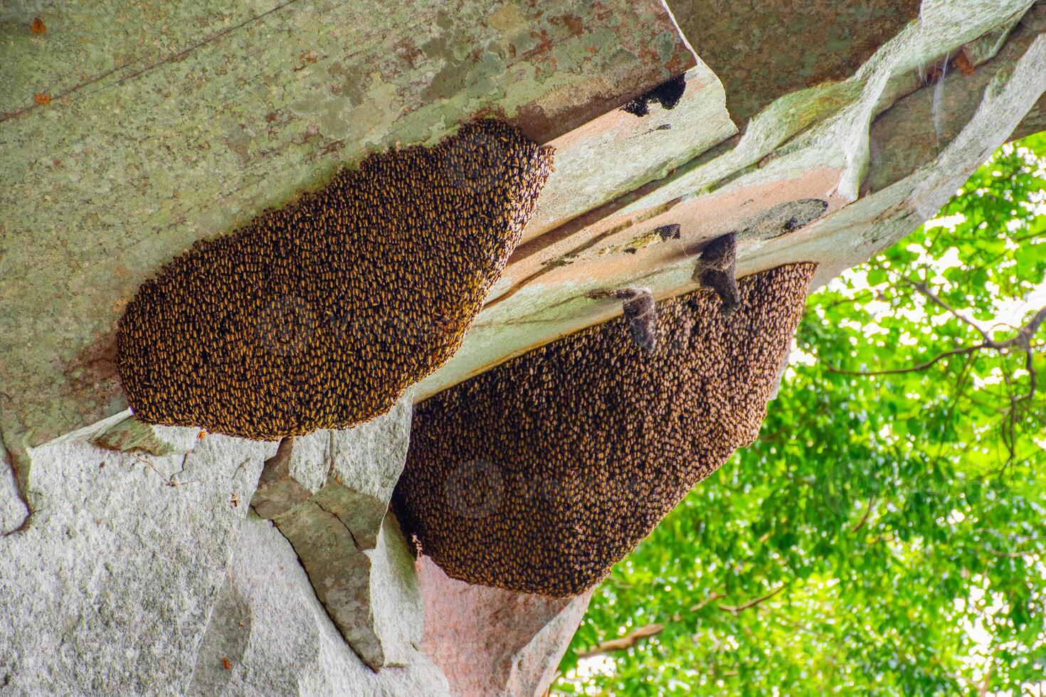Two large honeycomb or beehives perched on a beautiful rock cliff cave with worker bees perched on the nest in an Asian forest. The surface of the honeycomb and its appearance are astonishing. photo