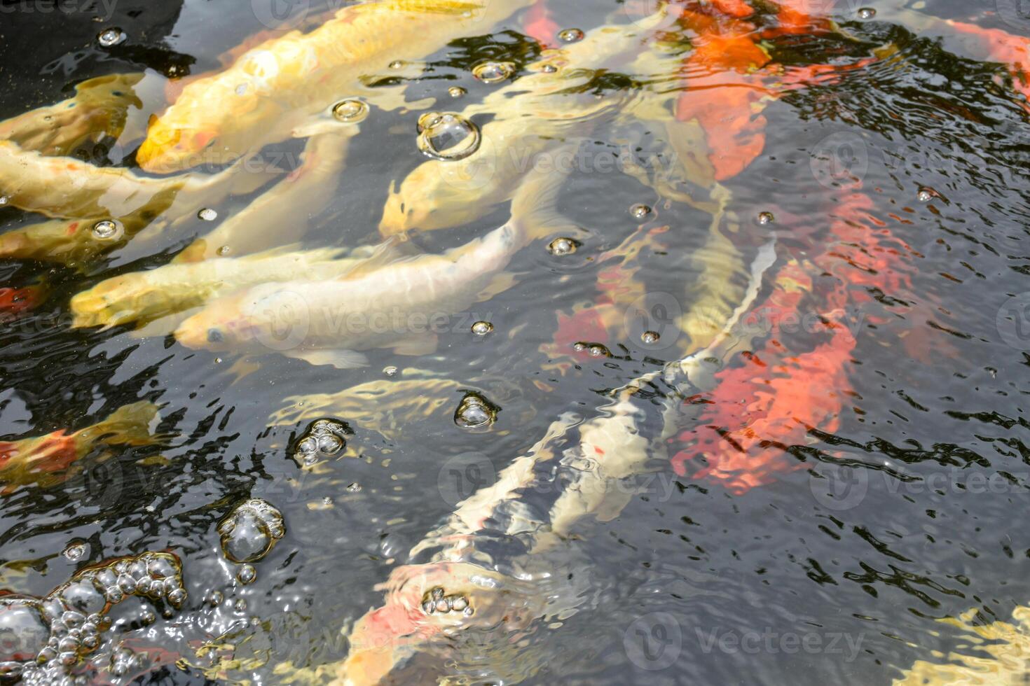 Fancy carp or Mirror carp called koi fish they are beautiful in the water in the pond in the Japanese style garden for garden decoration and design ideas. photo