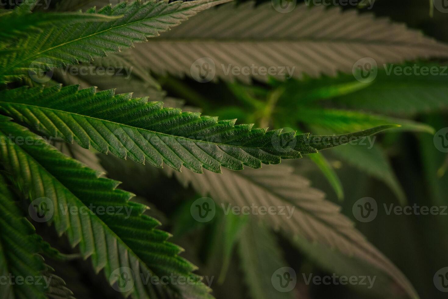 Top-view of the surface of several beautiful green cannabis or marijuana leaves with amazing pattern for background design and concept of medical cannabis. photo