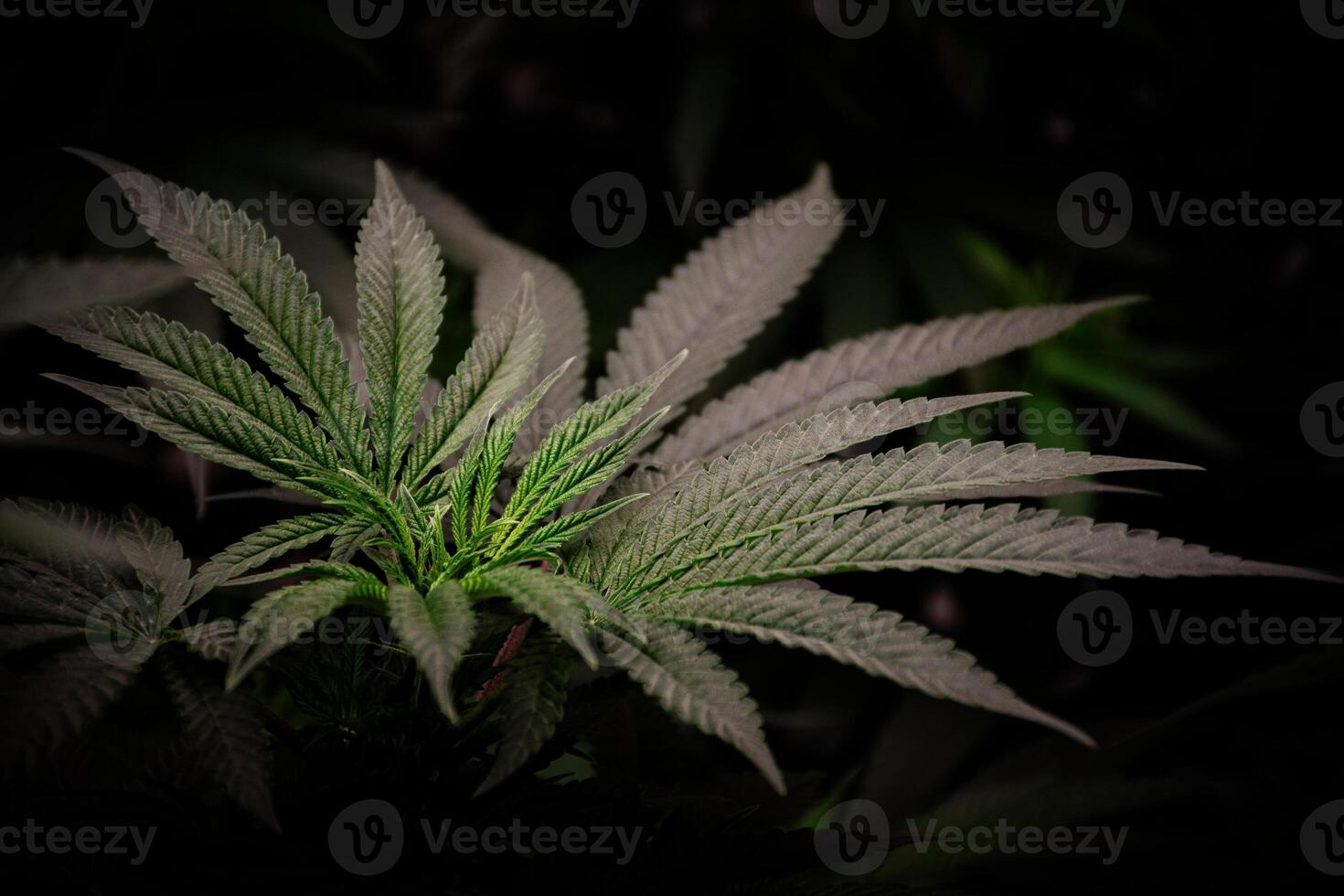 Close-up of beautiful green cannabis plant shoots and hemp leaf textures in the dark black vintage tone background for concept of CBD with THC and medical herbs. photo