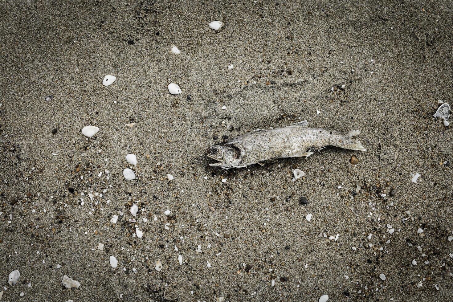 The top-view of rotting and dead fish carcasses on the sand indicate marine environmental problems such as garbage in a vintage tone background. photo