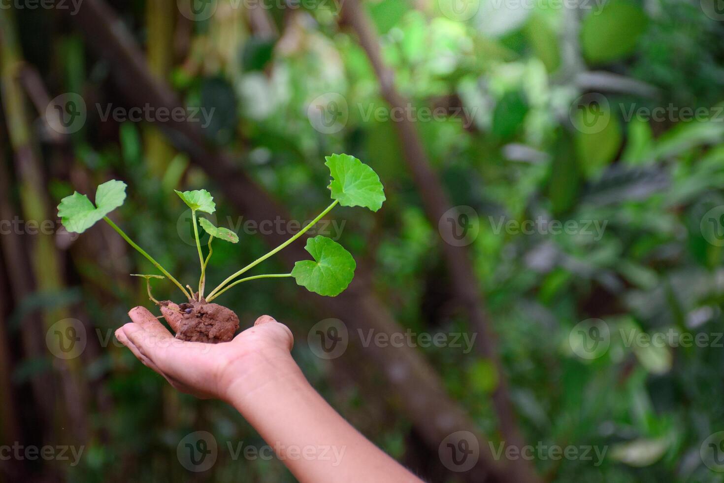 Young gotu kola plant or centella asiatica sapling with fertilizer soil in farmer's hands on green forest blur background for medical and health care herbs concept. photo