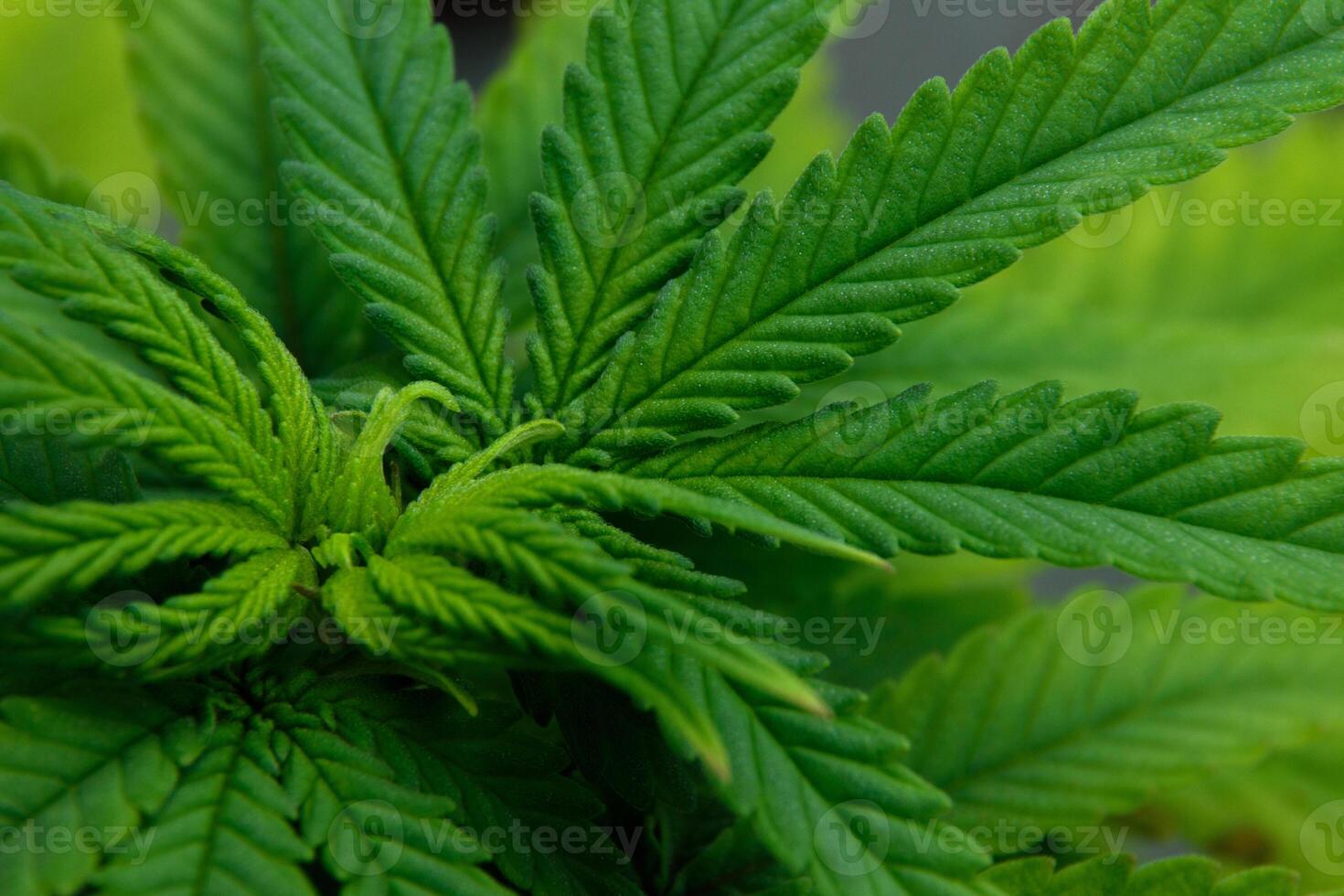 Close-up the surface of the young cannabis leaf shoots is a beautiful shade of green for designing background images of marijuana and agricultural plants. photo