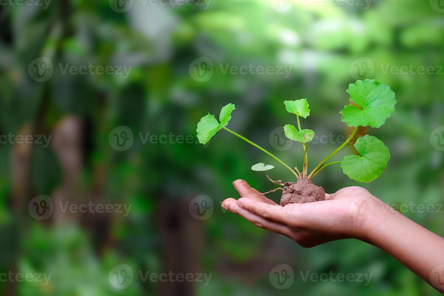 Close-up hand holding centella asiatica or gotu kola plant with soil on forest green blurred background for concept of medical and health care medicinal plants. Young tree or herb saplings with soil. photo