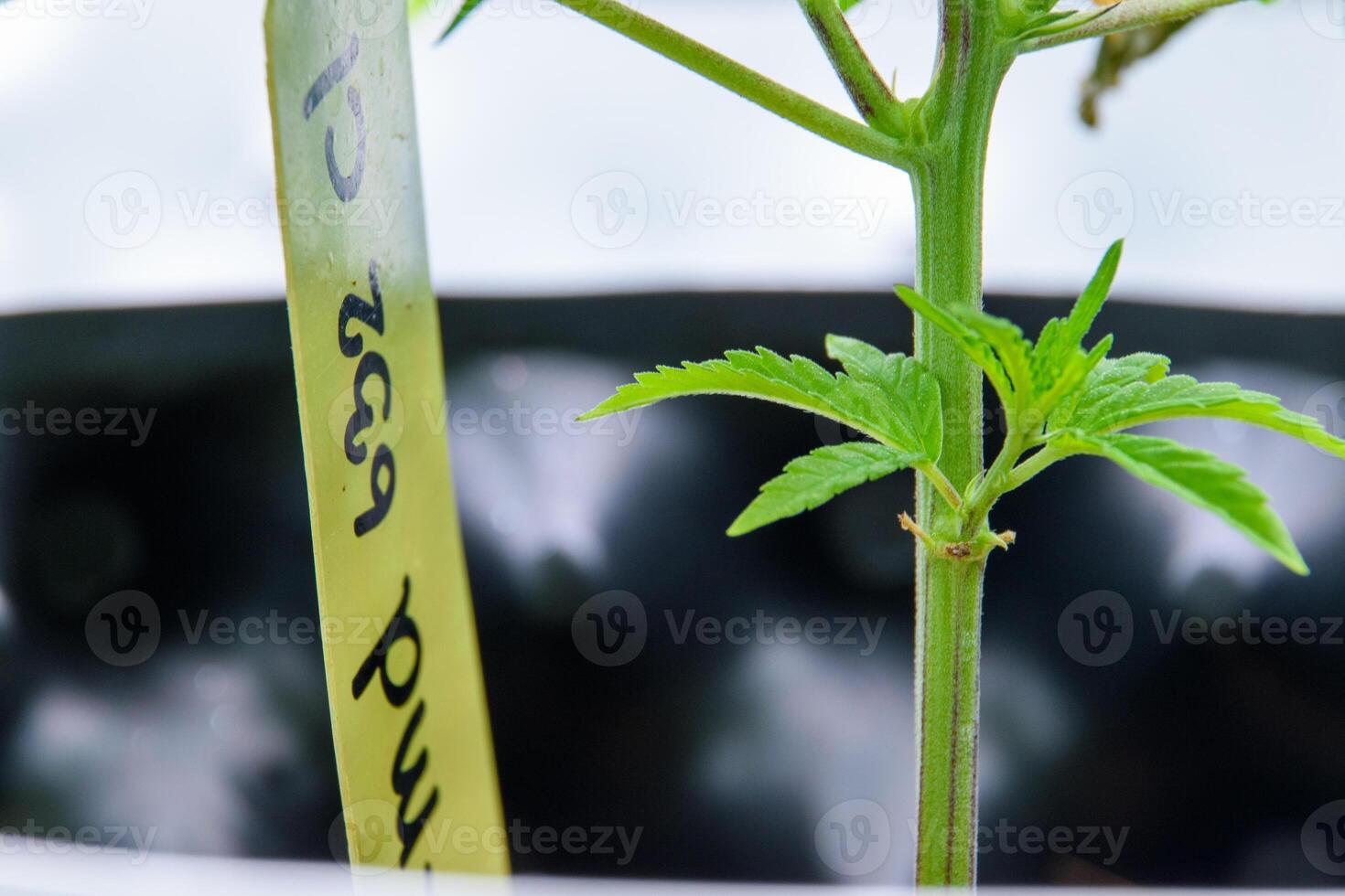 Growing cannabis plant stem with growing leaves growing in a pot in a smart greenhouse lab with a yellow label for writing strain information for concept of medical herbs and THC with CBD. photo
