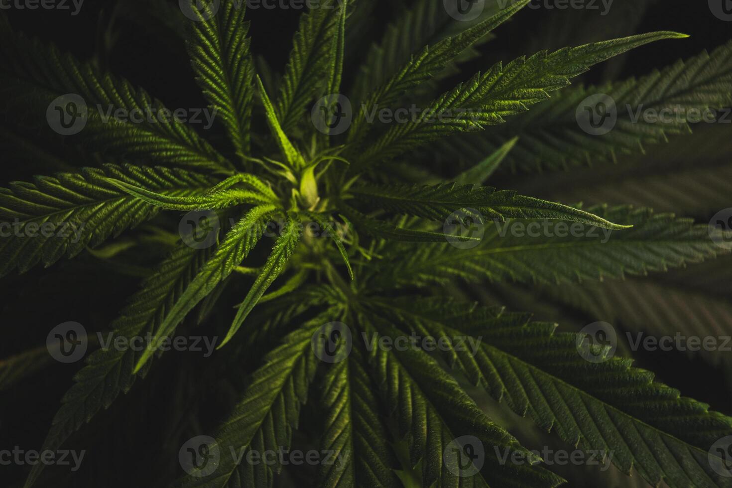 Top-view bush of cannabis shoots and beautiful green leaves on the branches in green dark tone background for medical marijuana and CBD with THC concept. photo