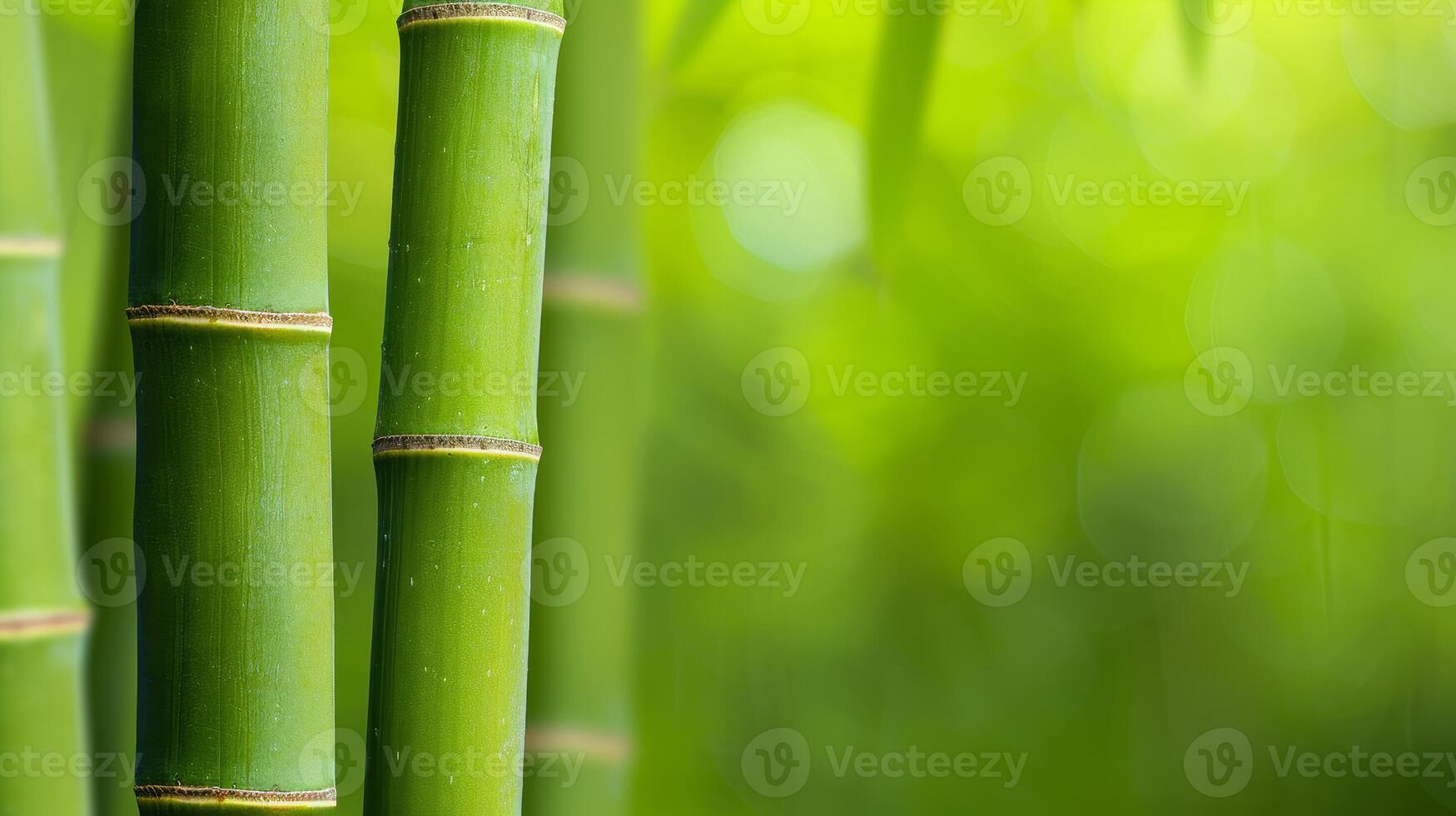 Green Bamboo Stems with Blurred Background of Greenery. photo