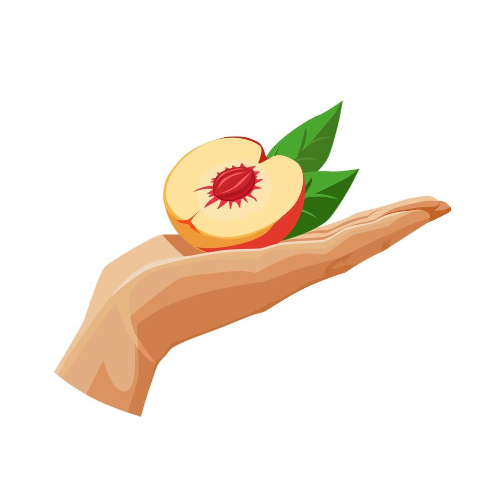 Freshly and healthy orange half peach in the palm of the hand isolated on white background. illustration in flat style with dietary fruit. Clipart for card, banner, flyer, poster design vector