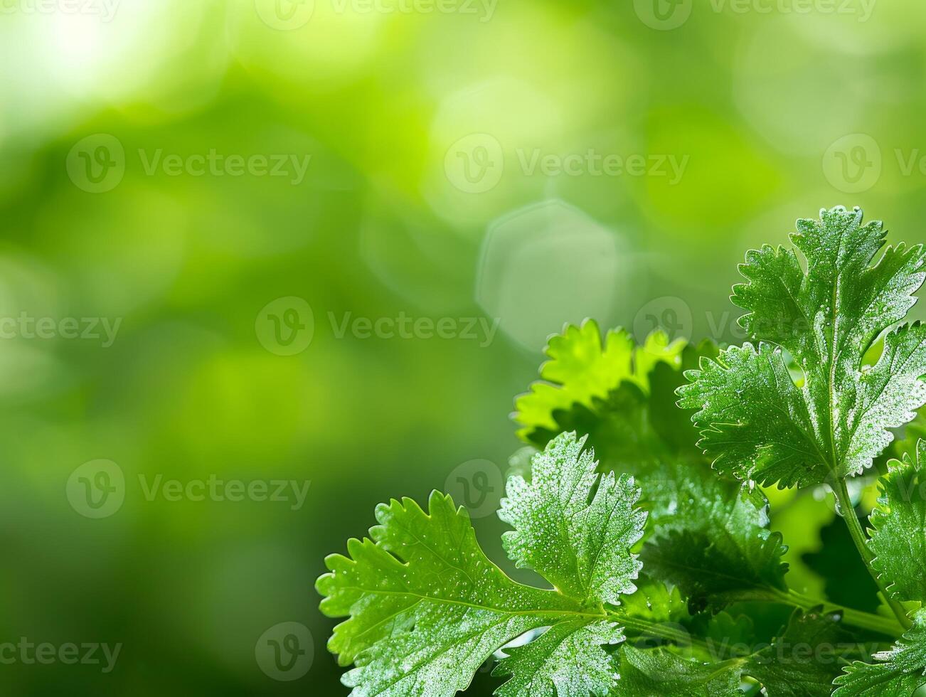 Fresh Green Cilantro Leaves with Blurred Background. photo