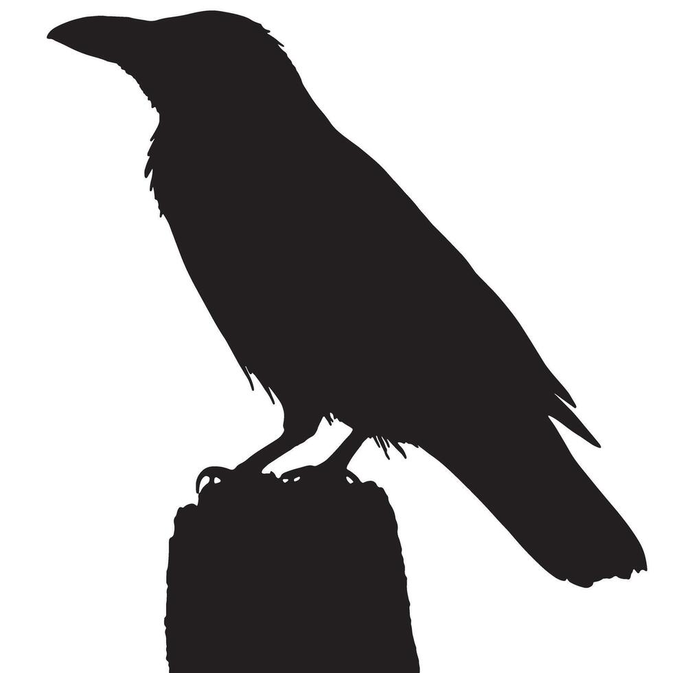 Black Crow Silhouette. Black Bird illustration vector