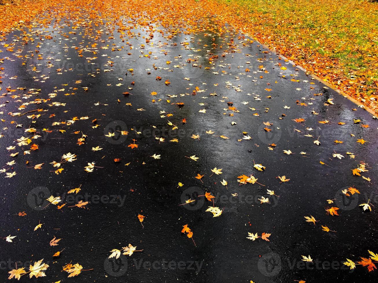 Autumn leaves and trees, nature background photo