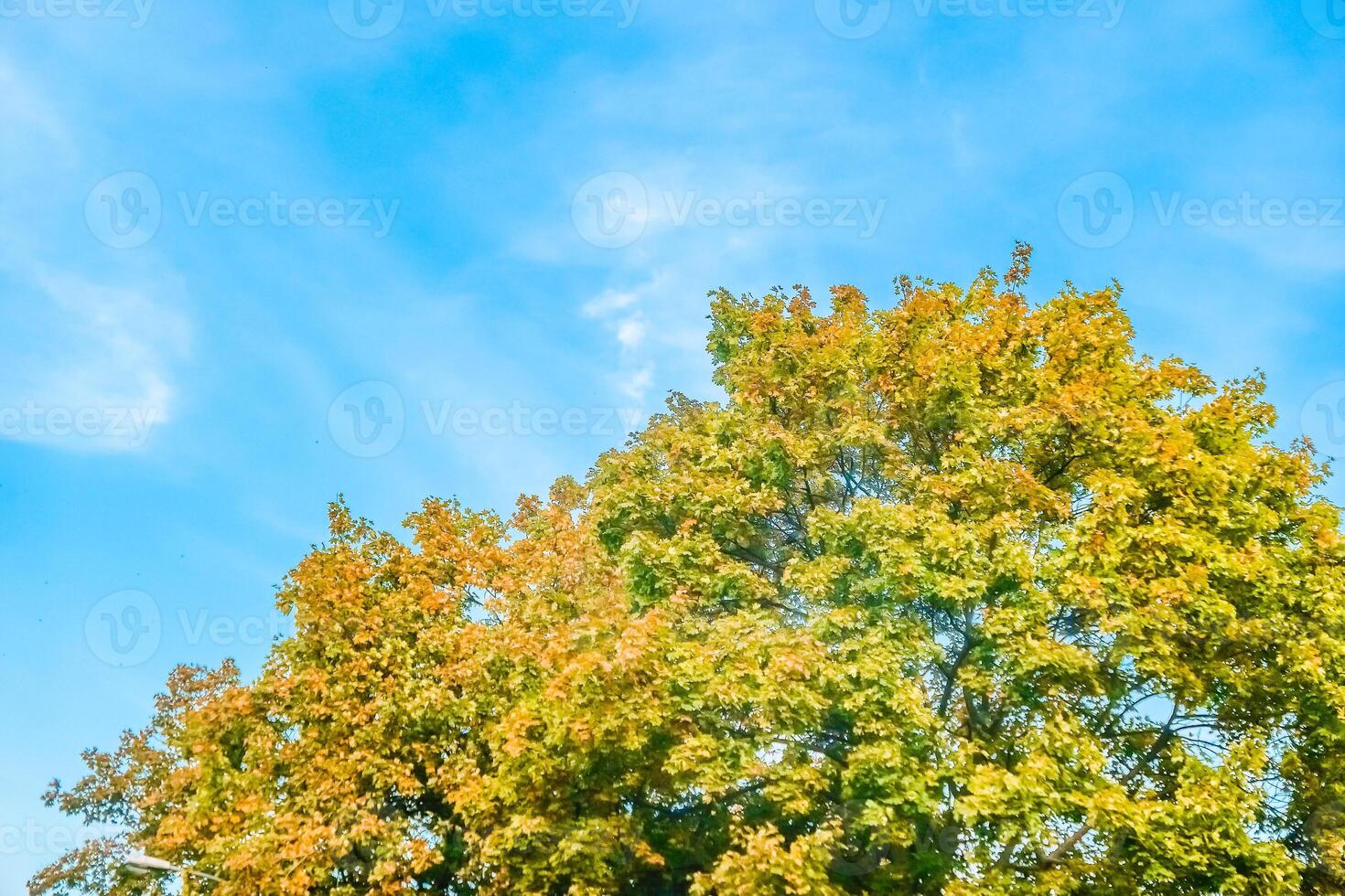 Autumn nature scene background, leaves and trees outdoors photo