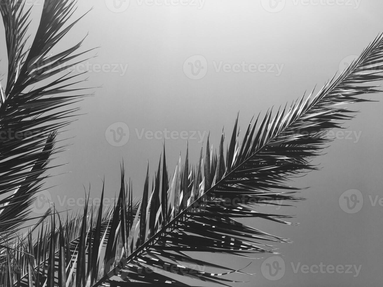 Palm tree leaves and the sky, summertime travel background photo